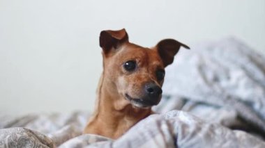 Güzel bir safkan minyatür pinscher bir yatakta bir battaniyenin içinde uzanıyor ve dikkatlice yan tarafa bakıyor, aşağıdan yakın çekimde tarlanın derinliği ile birlikte yere atlıyor. Hayvan yaşam tarzı konsepti.