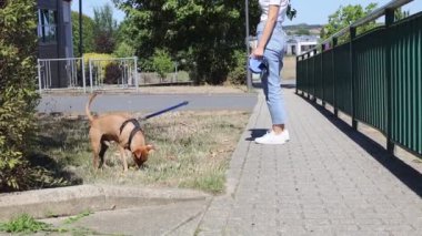 Lüksemburg 'da güneşli bir yaz gününde genç beyaz bir kızla birlikte kaldırım boyunca yürür, aşağıdan yavaş çekimde yakın çekim görüntüsü vardır. Köpek gezdirme konsepti, hayvan yaşam tarzı.