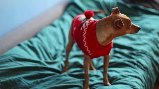 빨간색 크리스마스 스웨터를 아름다운 미니어처 가소파에 꼬리를 바라보다가 침대에서 내려와 — 비디오