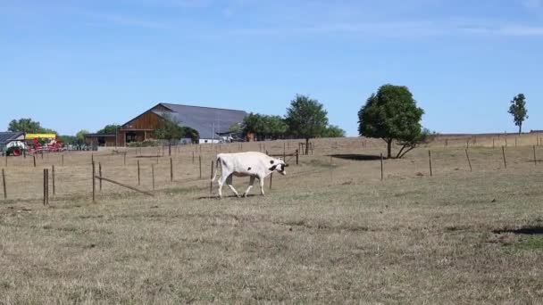 Cow Brown White Color Goes Field Stops Eating Grass Backdrop — Stock Video