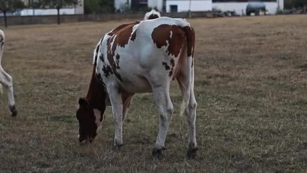 黄昏时分 斑斑的奶牛从后面平静地吃着自由放养的草 在农场的田里吃着草 缓缓地侧视着近景 — 图库视频影像