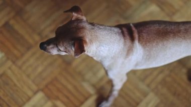 Güzel kahverengi minyatür bir pinscher parke zemininde duruyor başını kaldırıyor ve kameraya bakıyor, yukarıdan yakından..
