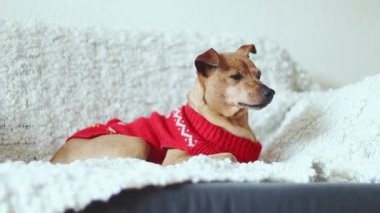 Kırmızı örülmüş bir Noel süveteri içinde güzel bir safkan pigme pinscher kameraya beyaz ekoseli bir kanepede oturuyor, aşağıdan yavaş çekimde tarlanın derinliği ve uzaklığı ile yakından bakıyor. Evcil hayvan yaşam tarzı kavramı.
