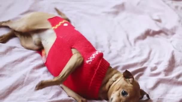 Beautiful Purebred Dog Pygmy Pinscher Red Christmas Sweater Plays Fools — Vídeo de Stock