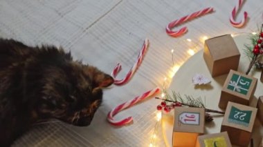 Güzel, pofuduk, üç renkli soylu kedi yavaşça tahta tepsiyi yuvarlamak için sokulur. Kraft takvim kutusu, şeker lolipopları ve yatak odasındaki yanan çelenkler, yavaş çekimde yan görünüş..