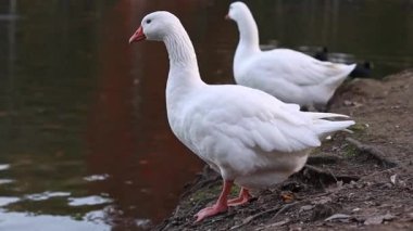 İki beyaz ördek bir göletin kıyısında duruyor, yan görüş yavaş çekimde ve uzaklaşın..