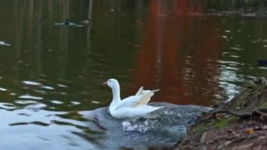 Bir beyaz kaz kıyıdan göle doğru filizlenir, sonra yavaşça yüzer, yandan bakar, yavaş çekimde..