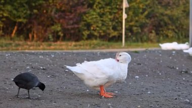Bir beyaz ördek tüylerini sırtında gagasıyla temizler. Yavaş çekimde göletin kıyısında dikilirken..