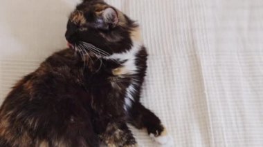 Güzel bir safkan üç renkli kedi yan yatar yatakta saçlarını tarar, dili arkada, yukarıdan yavaş çekimde yakın çekimde..