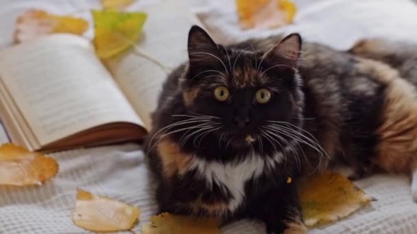 Beautiful Purebred Tricolor Cat Green Eyes Looks Directly Camera While — Stock Video