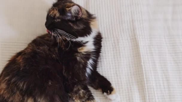 Μια Όμορφη Καθαρόαιμη Τρίχρωμη Γάτα Ξαπλωμένη Στην Πλευρά Της Στο — Αρχείο Βίντεο