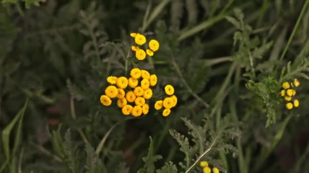 Yellow Tansy Flowers Sway Wind Leaves Stem Close Slow Motion — Stock Video