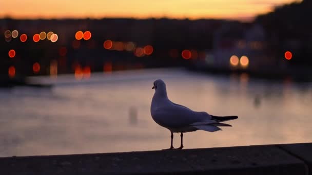 美しい岩の鳩が立ち並び 夕方にはカレル橋の手すりを降り プラハのライトからぼんやりとした川を眺めます 鳥のライフスタイルのコンセプト — ストック動画