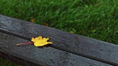 Sarı bir akçaağaç yaprağı, hafif yağmurda ıslak bir kahverengi park bankında uzanır ve arka planda bulanık yeşil çimenler, yavaş çekimde, zoom yaparak uzaklaşır..
