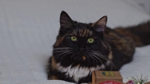 Beautiful Fluffy Tricolor Purebred Cat Green Eyes Looking Camera Blinks — Stock Video