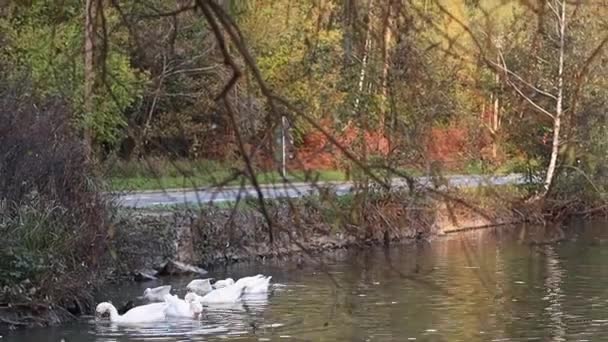 Eine Gruppe Weißer Gänse Schwimmt Sanft Einem Teich Ufernähe Mit — Stockvideo