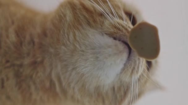 Beautiful Purebred Red Cat Sitting Glass Table Sniffs Eats Wet — Stock Video