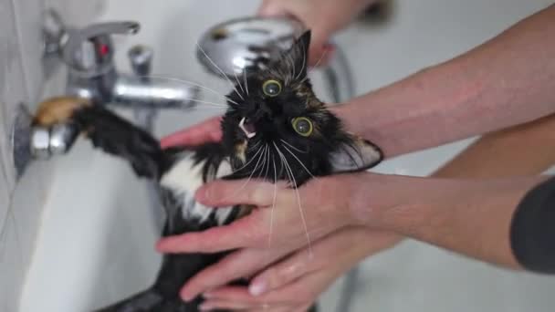 一个年轻的高加索人的手牵着一只湿透了的纯种黑猫 它叫着 看着眼睛 用洗澡水冲洗着女孩的手 用慢镜头侧视着她 — 图库视频影像