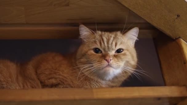 Beautiful Red Purebred British Cat Sits Wooden Staircase House Panting — Stock Video
