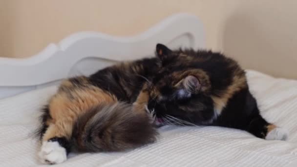 Vacker Renrasig Tricolor Katt Liggande Sin Sida Sängen Kammar Sin — Stockvideo
