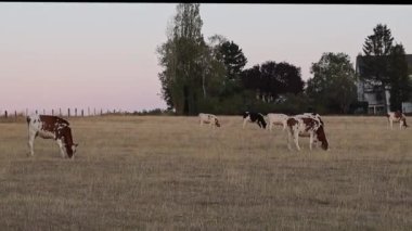 Lüksemburg 'da özel bir çiftlikteki, kahverengi ve siyah benekli ineklerin huzur içinde otladığı bir sürü..