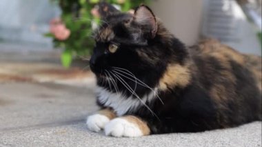 Üç renkli güzel bir kedi, beyaz bıyıklı ve yeşil gözlü tüylü bir kedi evin arka bahçesindeki asfalt levhalarda dinleniyor. Dinlenen kedi kavramı, evcil hayvan yaşam tarzı..