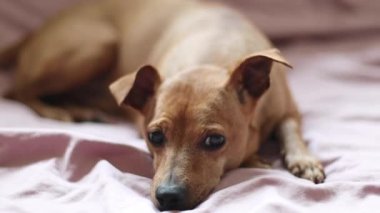 Güzel safkan kahverengi pigme pinscher gözlerini kırpıyor, kulaklarını dikmiş yatak odasında dinleniyor, yavaş çekimde, zoom out ile yan görüntü. Evcil hayvan yaşam tarzını düşünün..
