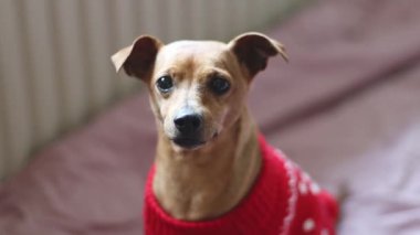 Kırmızı örülmüş Noel süveteri içinde güzel bir safkan pigme pinscher yatağa uzanmış kameraya bakıyor ve kuyruğunu yavaşça sallıyor. Tarlanın derinliği ile birlikte. Evcil hayvan yaşam tarzı kavramı..