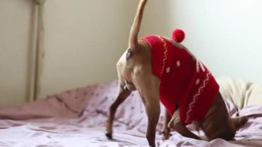 Beautiful purebred dog pygmy pinscher in a red christmas sweater plays, fools around and somersaults on the bed in anticipation of the holiday, side view close-up in slow motion and depth of field.