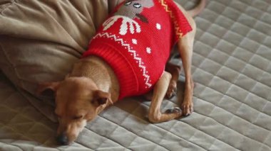 Kırmızı örülmüş Noel süveteri içinde güzel bir minyatür pinscher kahverengi örtülü bir kanepede, yakın çekim tarlanın derinliği ve yakınlaştırma ile bir yastığın üzerinde uyur. Hayvan yaşam tarzı konsepti.