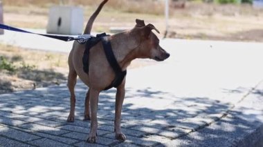 Tasma takmış saf kahverengi bir minyatür düşüncede sağa bakıyor ve sonra Lüksemburg 'da güneşli bir yaz gününde kaldırımda sola doğru yürüyor, yavaş çekimde yakın çekim. Köpek gezdirme konsepti, hayvan yaşam tarzı.