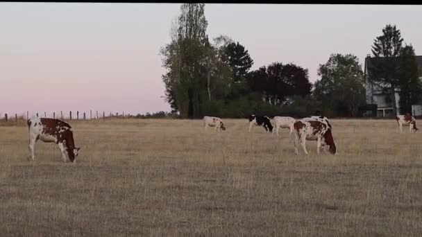 Troupeau Paisible Vaches Tachetées Brunes Noires Dans Champ Plein Air — Video