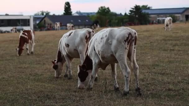 Εντοπίστηκαν Αγελάδες Από Την Πλάτη Ειρηνικά Βόσκουν Ελευθέρας Βοσκής Και — Αρχείο Βίντεο