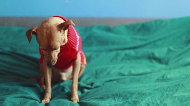 Piękny Purpurowy Miniaturowy Pinscher Czerwonym Swetrze Dzianiny Siedzi Łóżku Zieloną — Wideo stockowe
