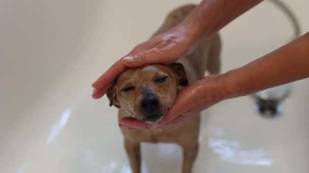 Uma Bela Molhada Pinscher Miniatura Marrom Está Banheiro Tomando Banho — Vídeo de Stock