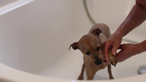 Krásná Vlhká Hnědá Miniaturní Pinčer Stojí Koupelně Dává Sprchu Běloška — Stock video