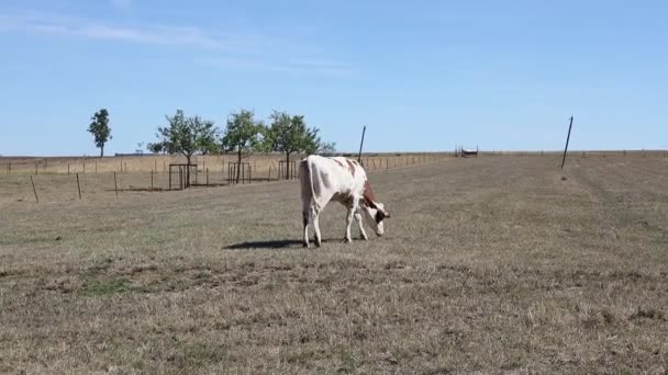 Cow Brown White Coloration Walks Field Eats Grass Background Farm — Stock Video
