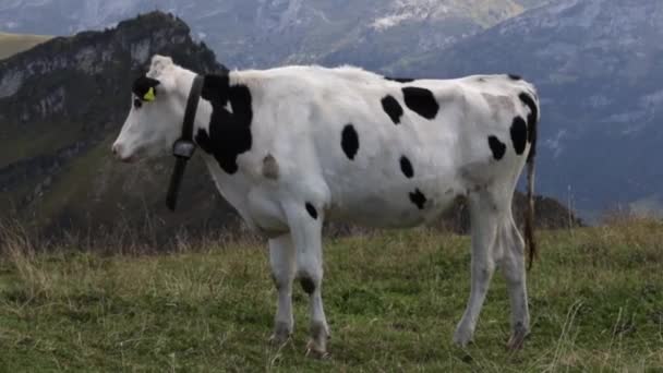 Reposer Debout Noir Blanc Holstein Vache Dans Les Montagnes Fronalpstock — Video