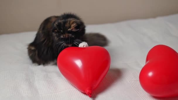 Beautiful Tricolor Purebred Cat Playing Red Heart Balloon Bed White — Video