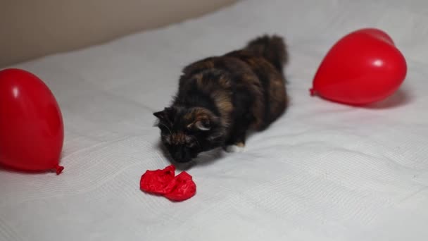 Beautiful Tricolor Pedigreed Cat Sniffs Bursting Red Heart Balloon Bouncing — Vídeos de Stock