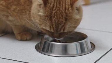 Red purebred cat eats dry food from a bowl on a tiled floor in a room, close-up side view. Pets lifestyle concept.