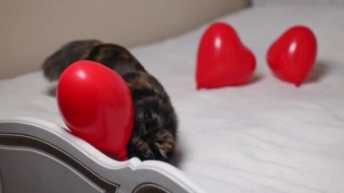 Beautiful tricolor purebred cat playing with a red heart balloon throwing it off the bed with a white bedspread, close-up side view.Valnetin day concept,pets lifestyle.