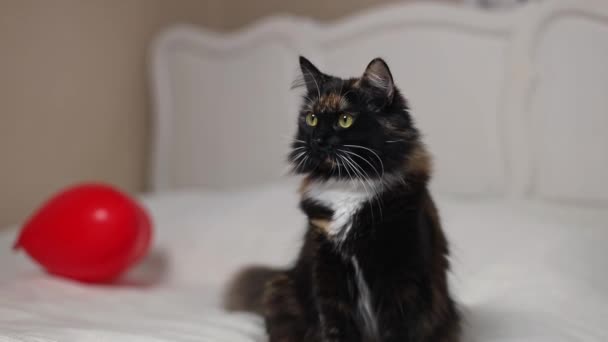 Beautiful Tricolor Purebred Cat Green Eyes Sits Bed White Bedspread — Video