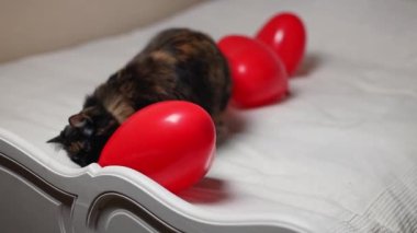 Güzel, safkan, üç renkli İran kedisi, balon bir kalple oynar, onu ısırır ve akşamları, yakın çekimde odadaki yatağa sürükler. Evcil hayvan yaşam tarzı konsepti, Sevgililer Günü..