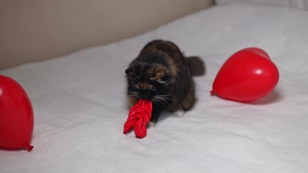 Piękny Trójkolorowy Kot Czystej Krwi Ciągnie Pękający Czerwony Balon Serca — Wideo stockowe