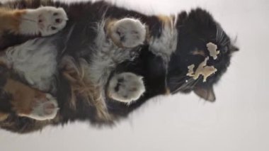 Güzel bir safkan üç renkli ve cam bir masada oturan tüylü kedi parçalanmış et yiyor diliyle yalıyor yavaş çekimde aşağıdan yakın çekimde..