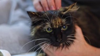A young caucasian guy holds a tricolor dark pedigreed cat with green frightened eyes and gently strokes his head after taking a shower, close-up side view in slow motion.
