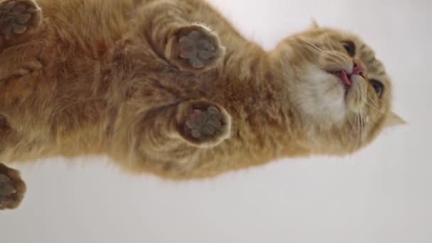 Een Mooie Rasechte Rode Kat Zit Een Glazen Tafel Likt — Stockvideo