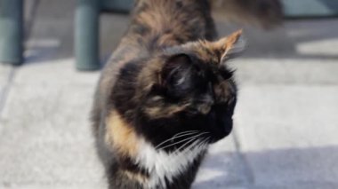 Güzel bir üç renkli ve tüylü bir kedi evin arka bahçesindeki asfalt levhaların üzerinde duruyor ve dikkatlice yandan, yakından bakıyor. Dinlenen bir kedi kavramı, evcil hayvan yaşam tarzı..