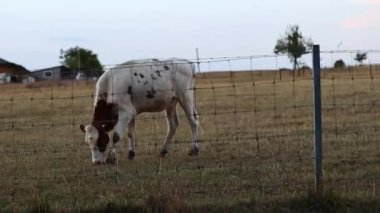 Grazing free-range spotted cow in a field behind a wire fence on a farm at evening sunset, close-up side view in slow motion.